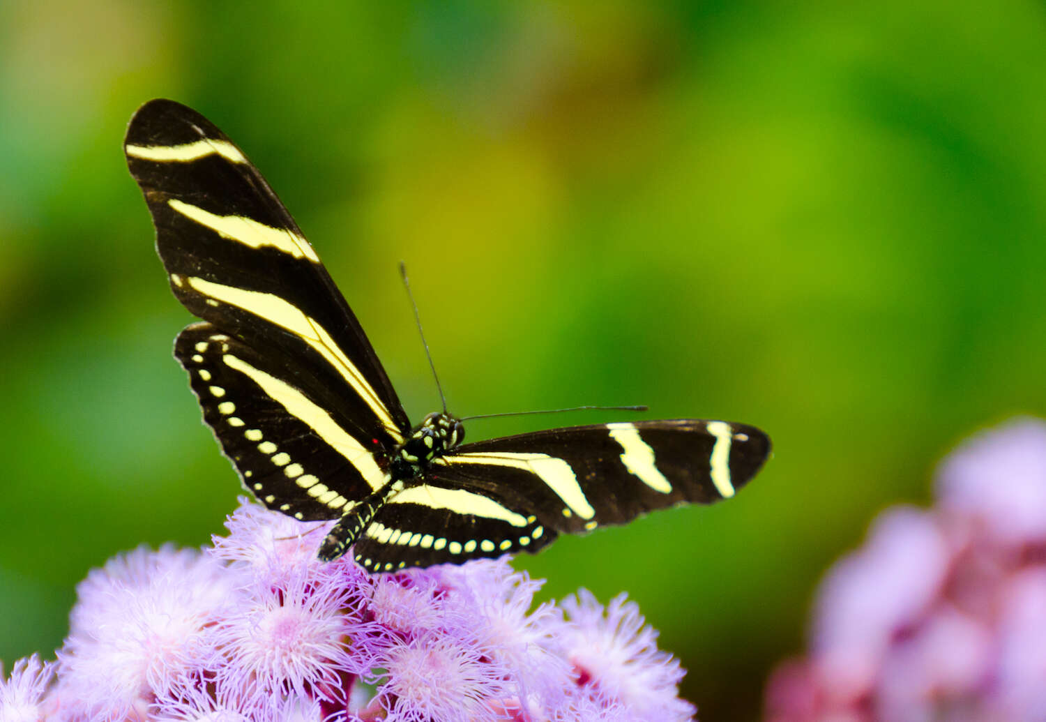 Image of Zebra Longwing