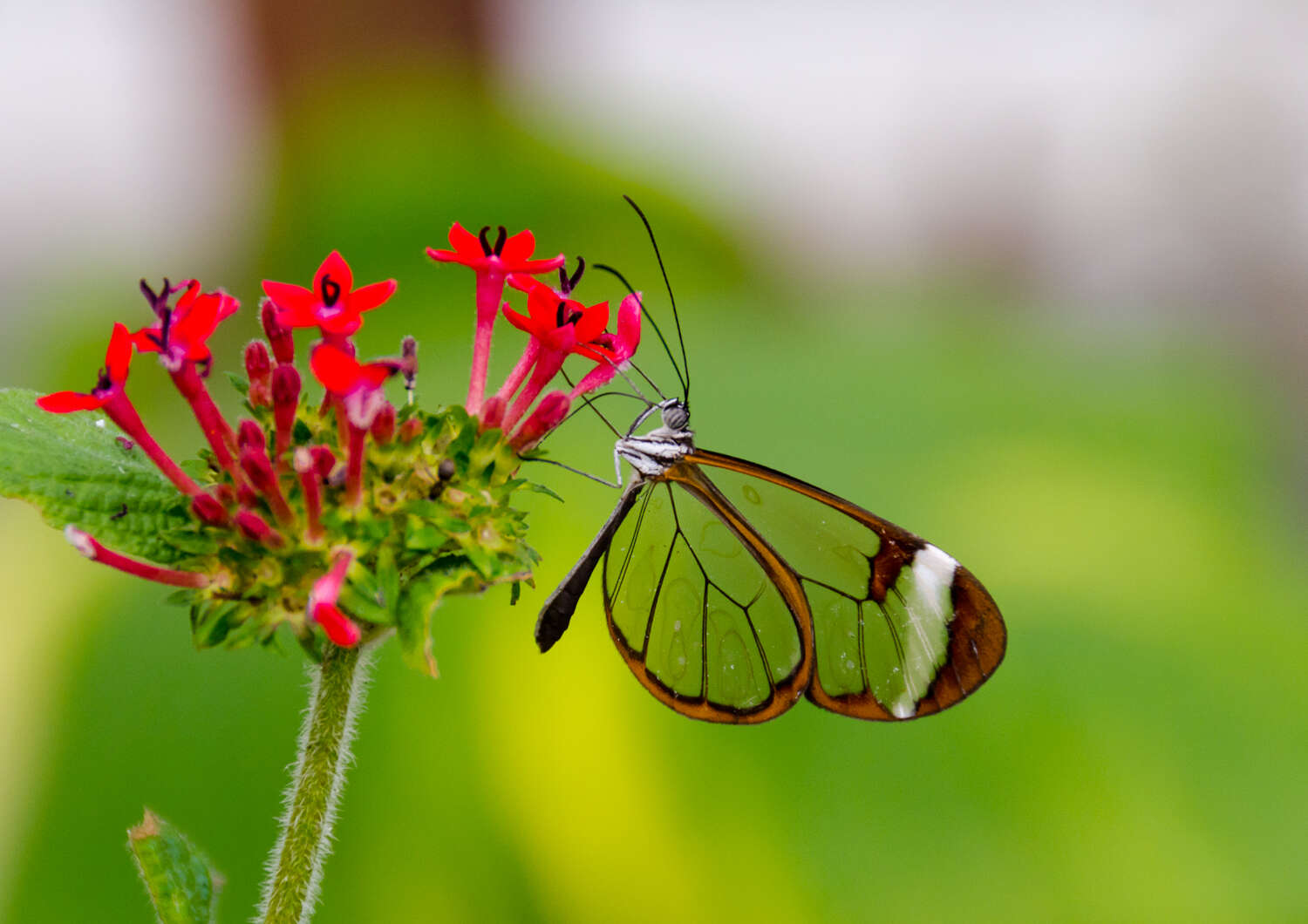 Image of Glass Wing