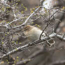 Sivun Phylloscopus sindianus lorenzii (Lorenz & T 1887) kuva