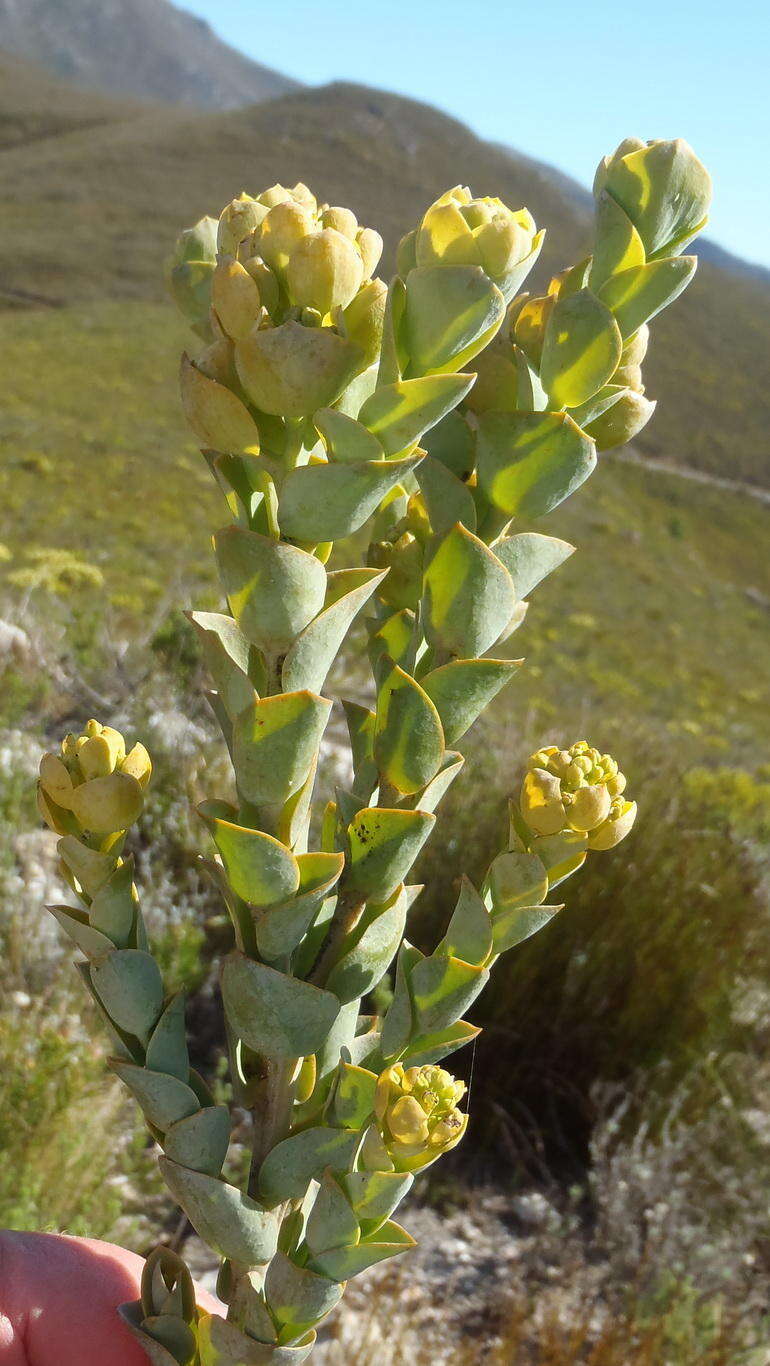 Image of Thesium euphorbioides Berg.