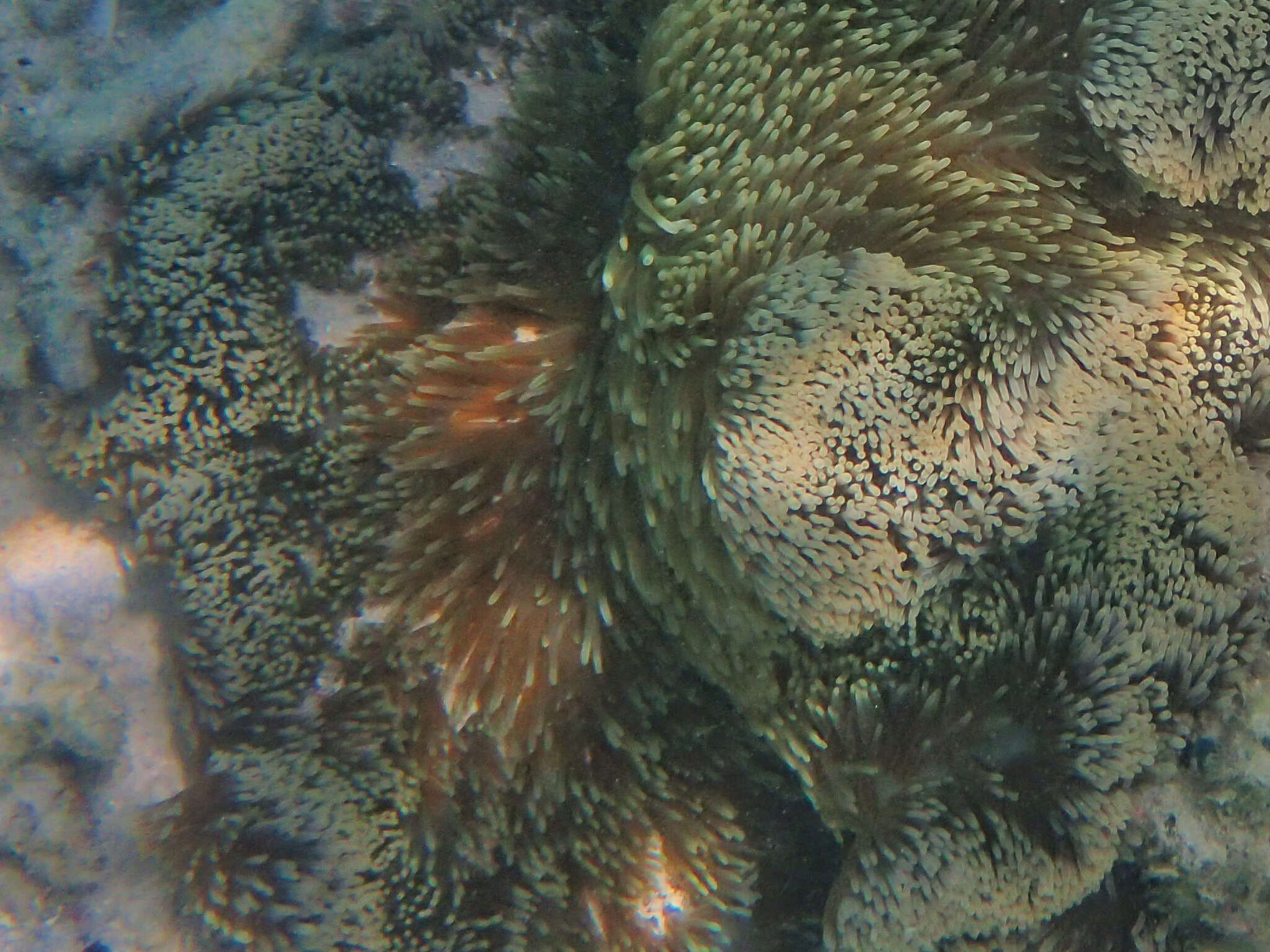 Image of merten's carpet anemone