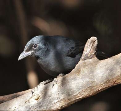 Image of Slate-colored Boubou