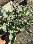 Plancia ëd Brassica oleracea var. oleracea