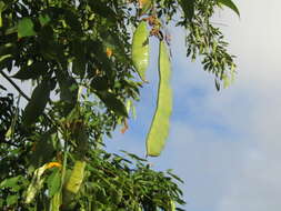 Image of Philippine pigeonwings