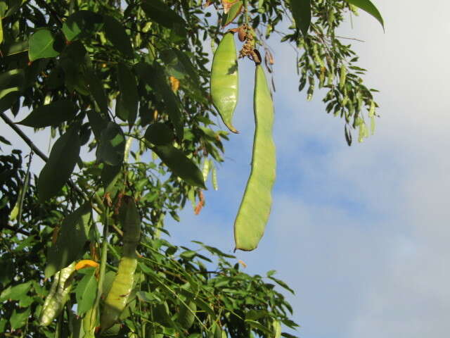 Image of Philippine pigeonwings