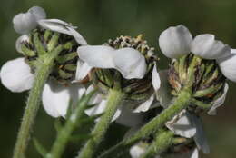 Achillea atrata L. resmi