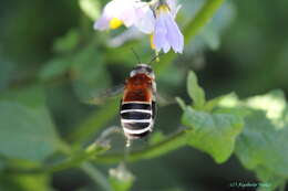 Image of Caupolicana fulvicollis Spinola 1851