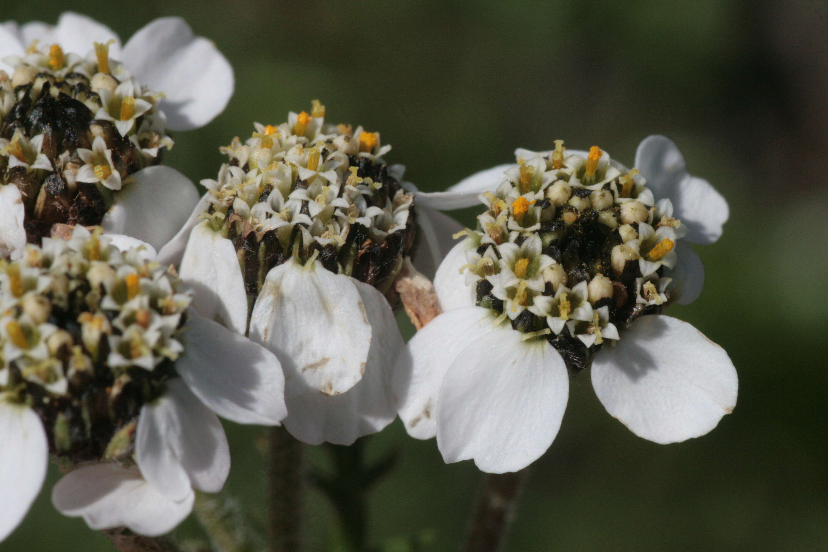 Image of Schwarzrandige Schafgarbe