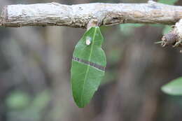 Image of Gymnosporia acuminata (L. fil.) Szyszyl.