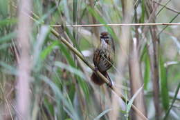 Image of Marsh Babbler