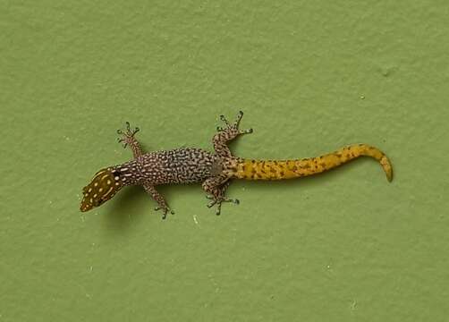 Image of Caribbean Least Gecko