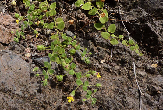 Image of Nanorrhinum elegans (G. Forst.) Ghebr.