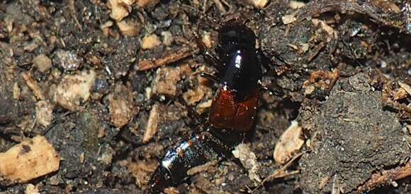 Image of Large rove beetle