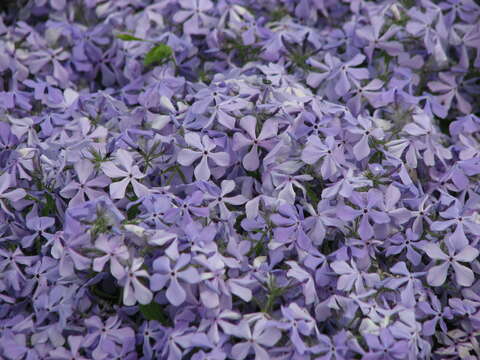 Image of moss phlox