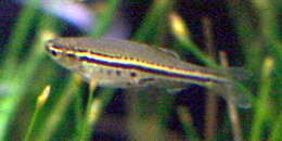 Image of Dwarf Spotted Danio