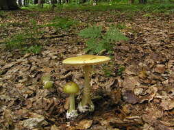 Image of Death cap