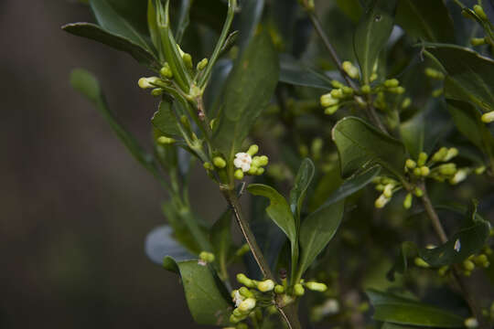 Image of Peponidium buxifolium (Baker) Razafim., Lantz & B. Bremer