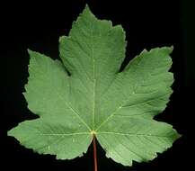 Imagem de Acer pseudoplatanus L.