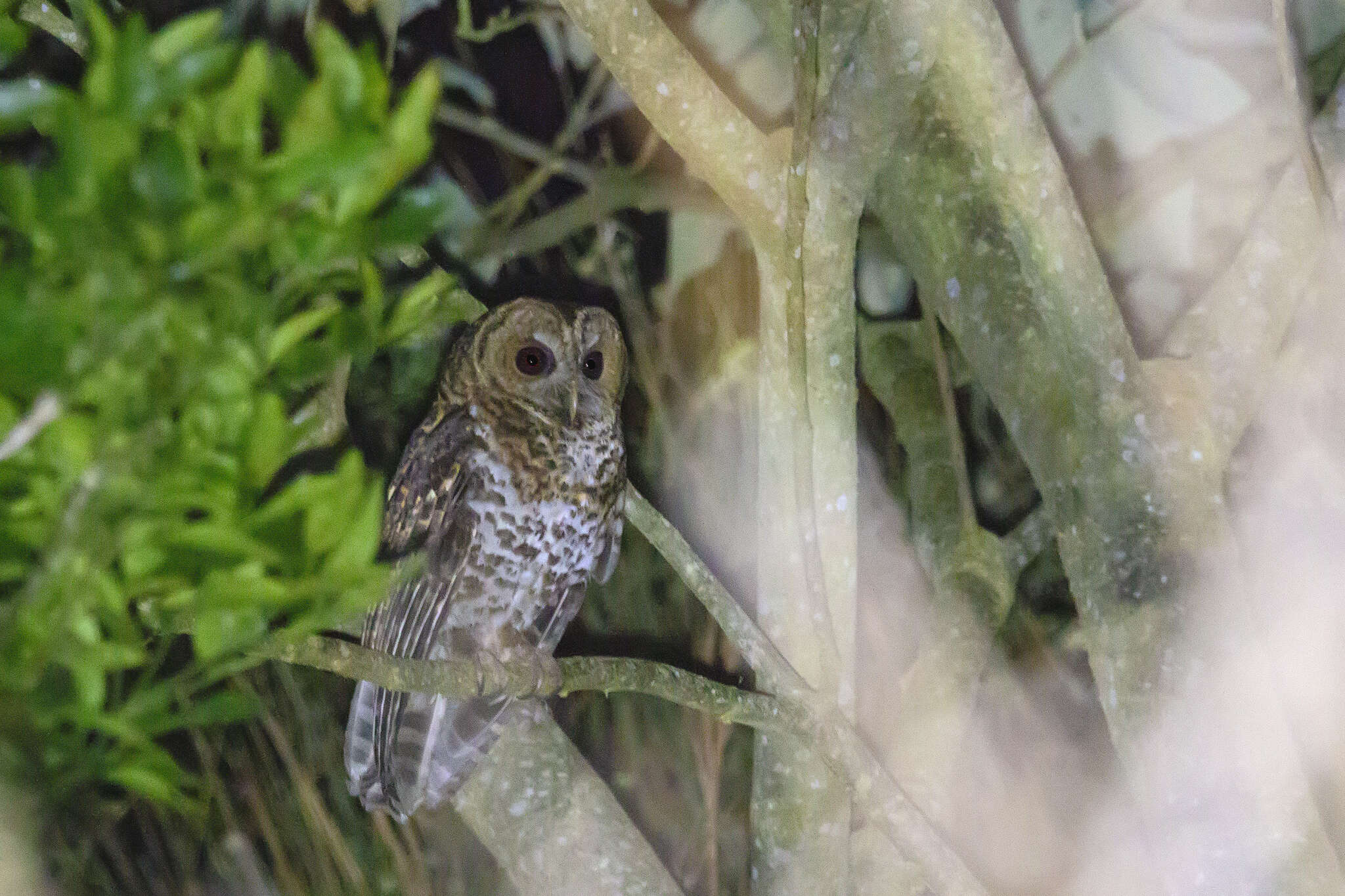 Image of Rusty-barred Owl