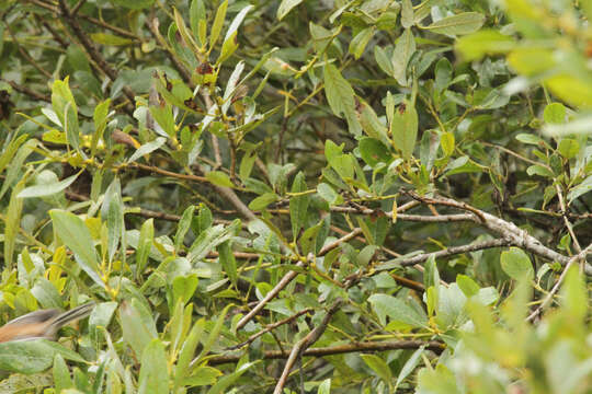 Salix lasiolepis Benth. resmi