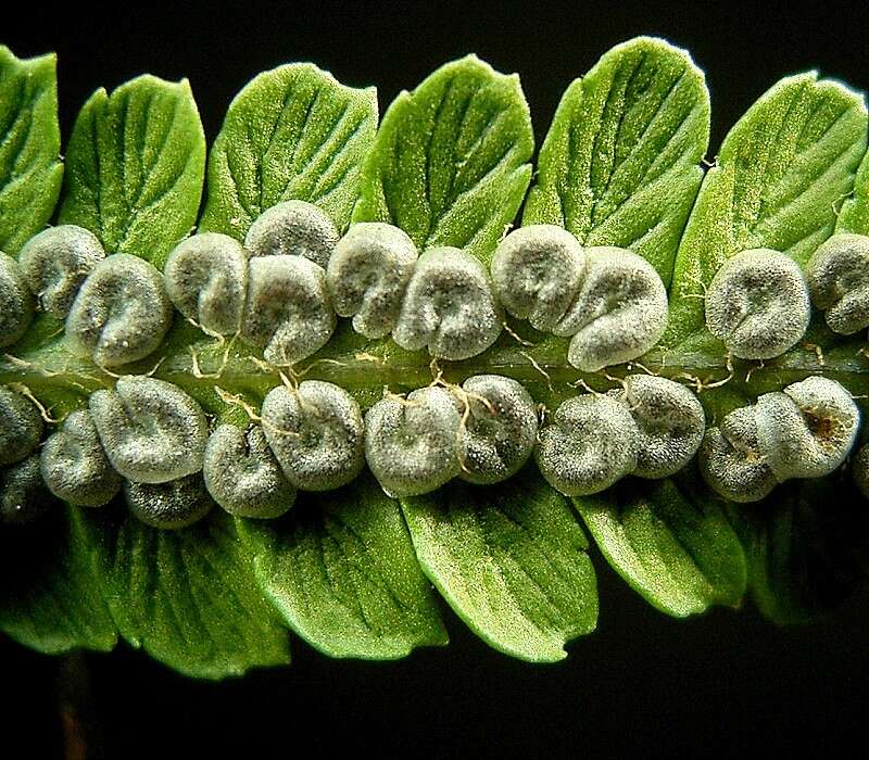 暗鳞鳞毛蕨的圖片