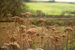 Image of Giant Fennel