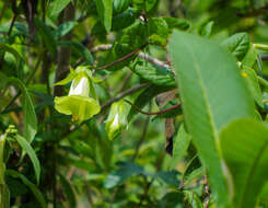 Image of Cobaea trianae Hemsl.