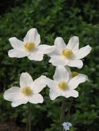 Image of Snowdrop Anemone