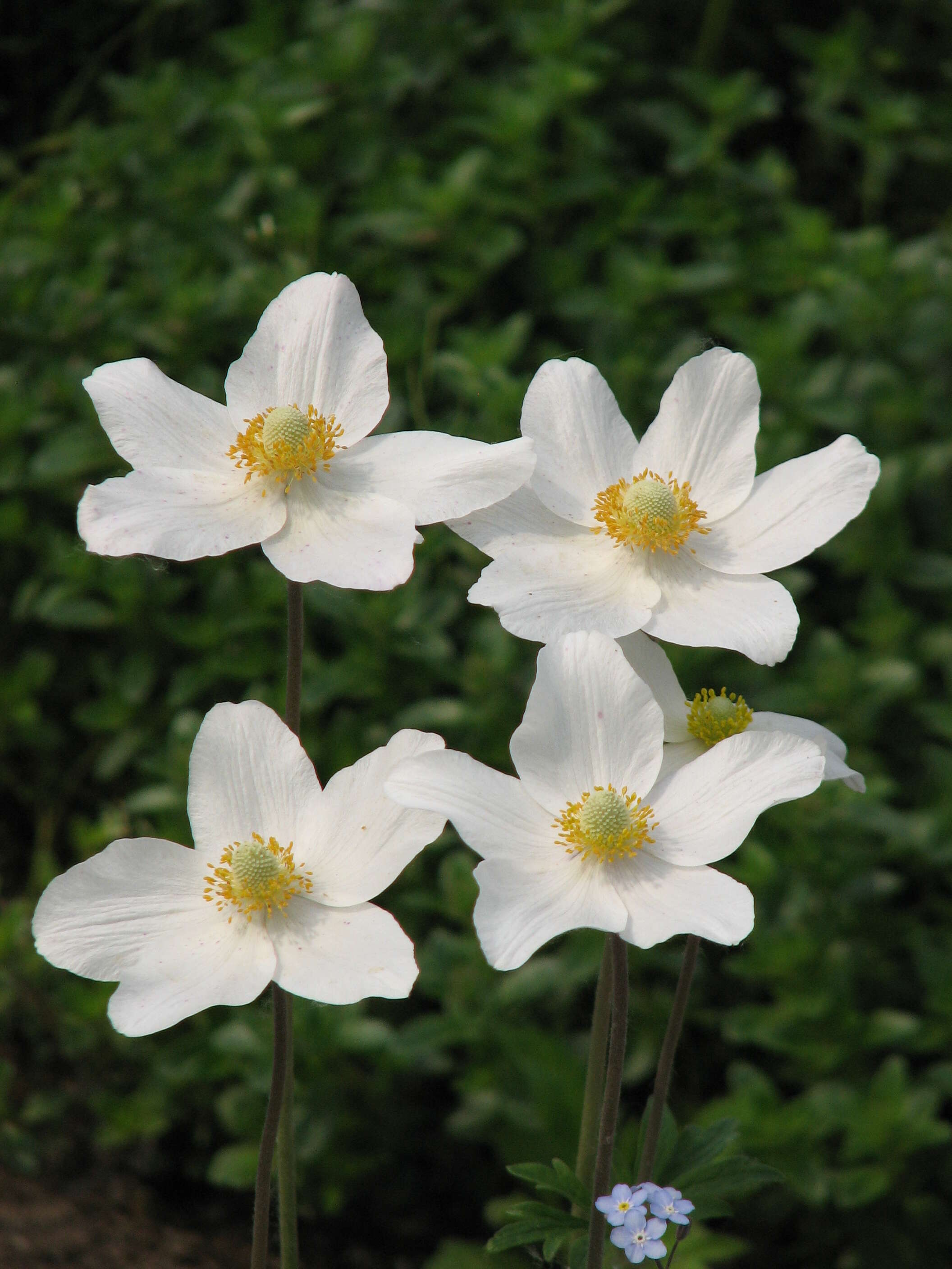 Image of Snowdrop Anemone