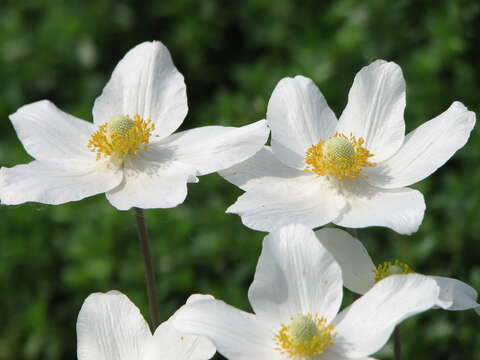 Image of Snowdrop Anemone