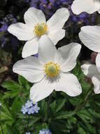 Image of Snowdrop Anemone