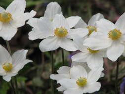 Image of Snowdrop Anemone