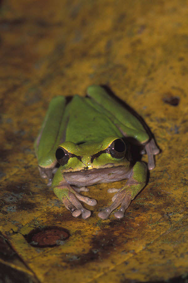 Image of Central American Smilisca