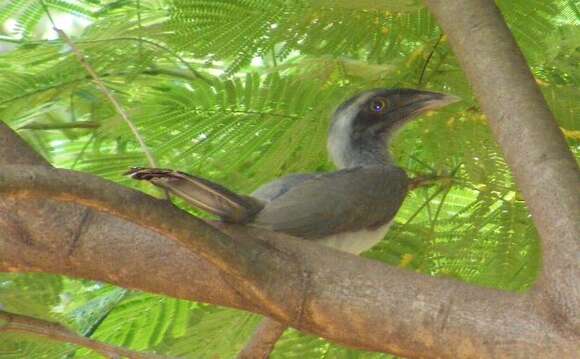 Image of Indian Grey Hornbill