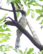 Image of Indian Grey Hornbill