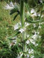 Image of Italian viper's bugloss