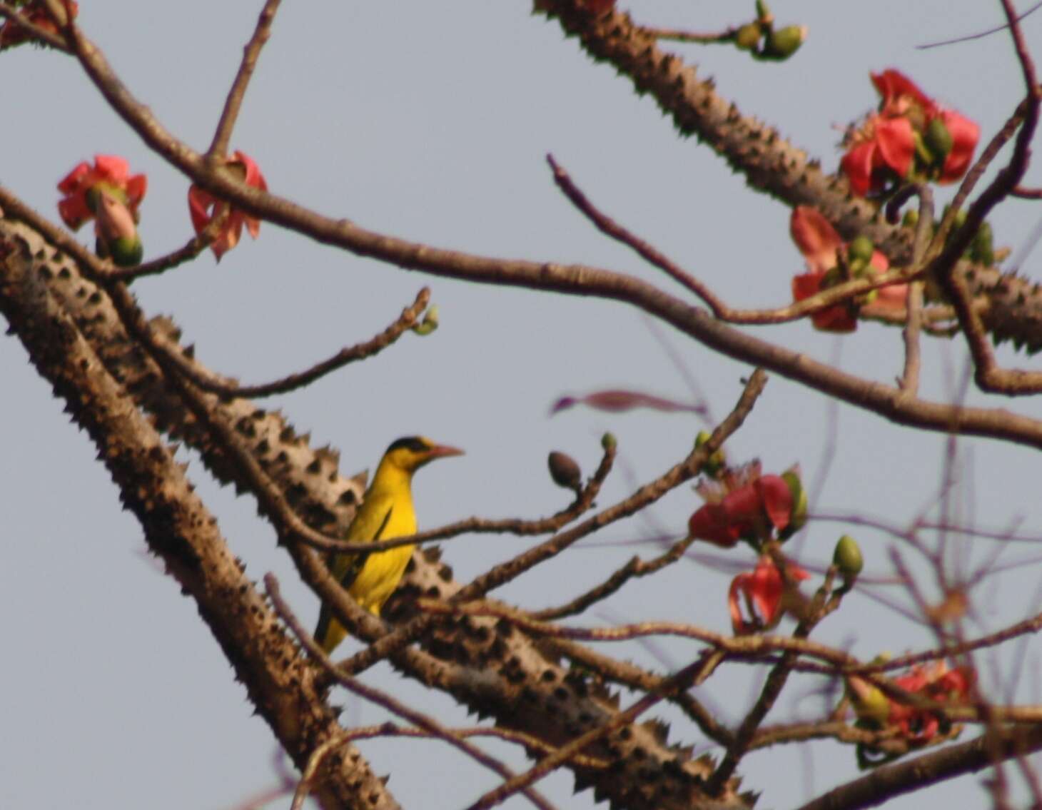 Image of Black-naped Oriole