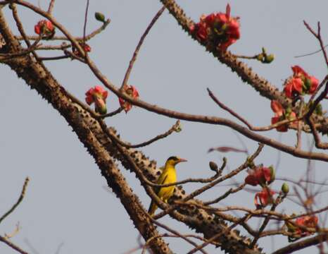 Image of Black-naped Oriole