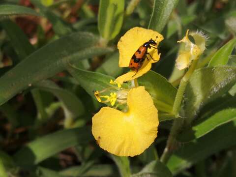 صورة <i>Actenodia chrysomelina</i>