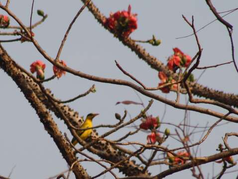 Image of Black-naped Oriole