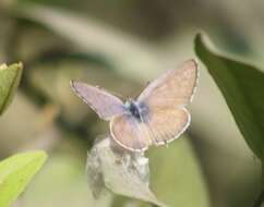 Image of Leptotes plinius