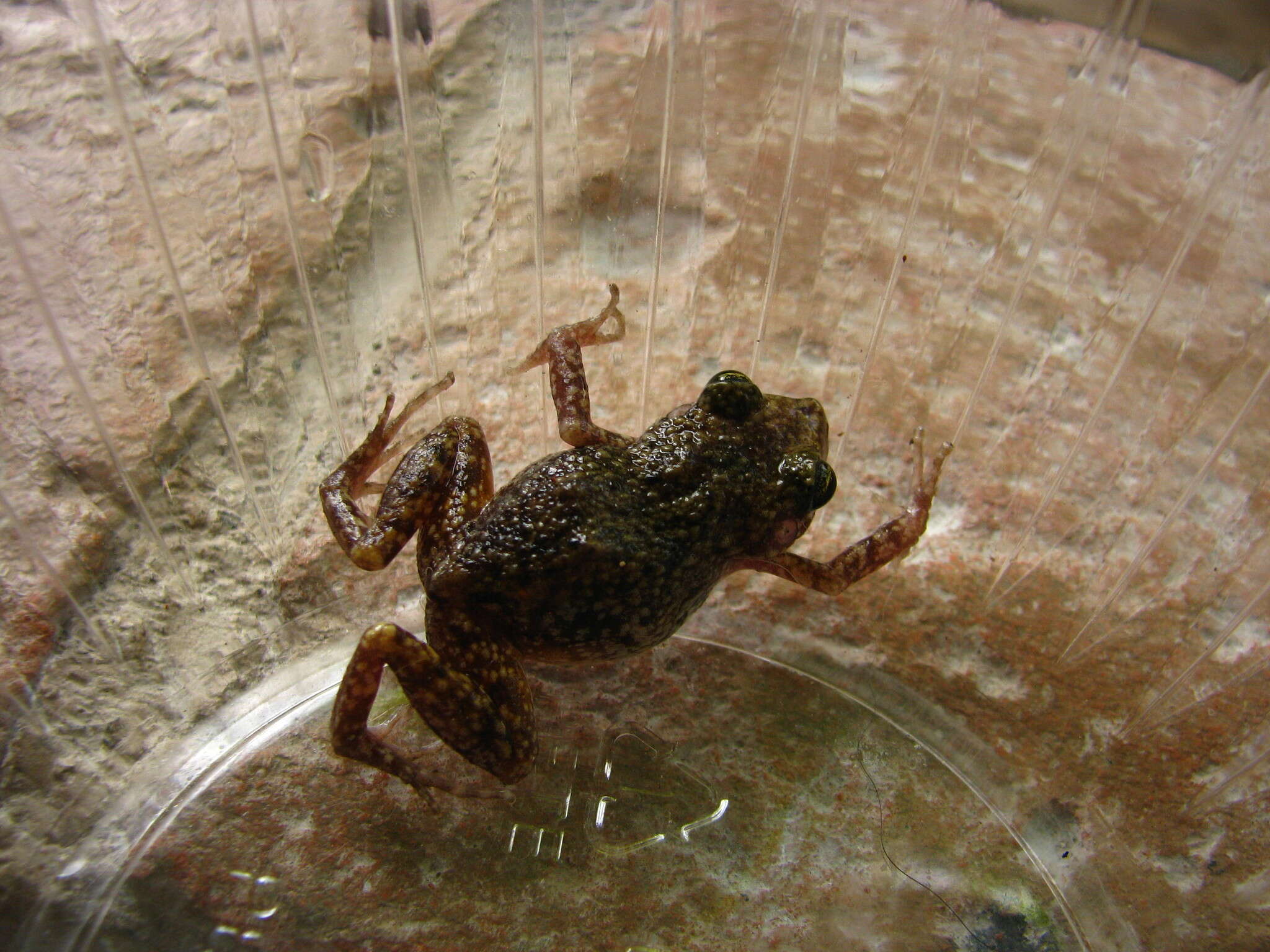 Image of Spotted Chirping Frog