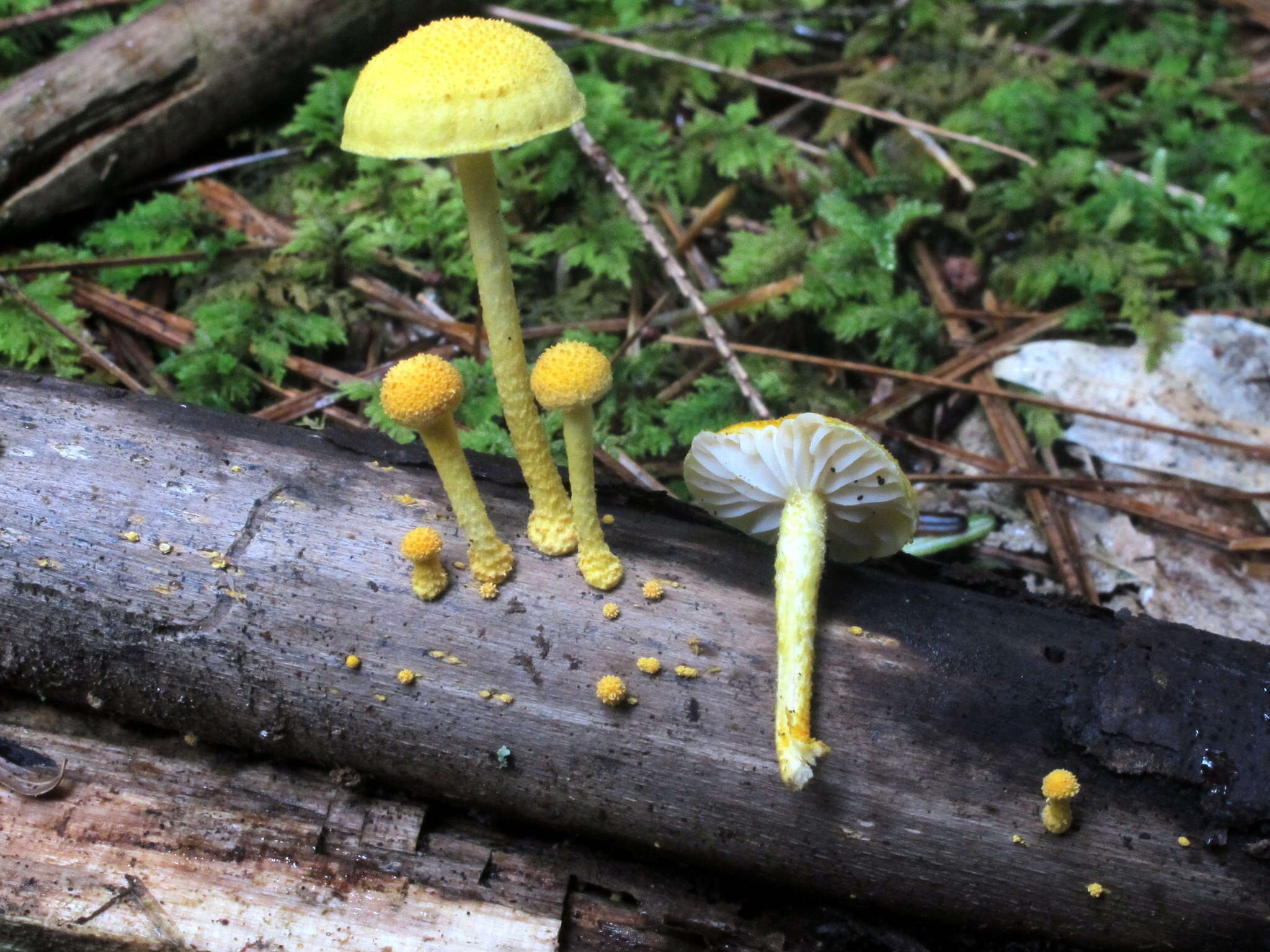 Image de Cyptotrama chrysopepla (Berk. & M. A. Curtis) Singer 1973