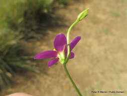 Image of Dwarf chironia