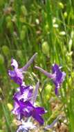 Image of royal larkspur