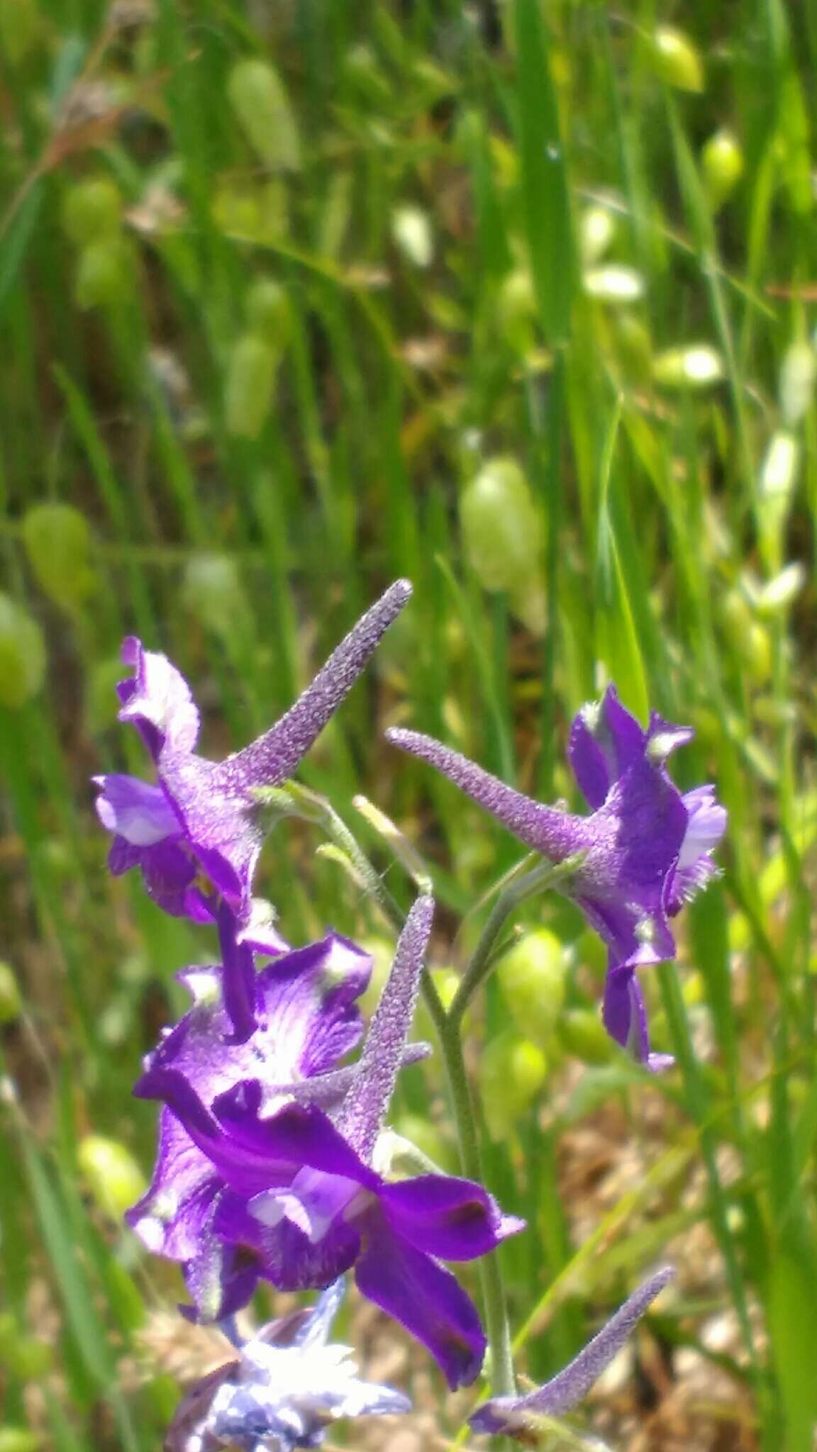 Image of royal larkspur