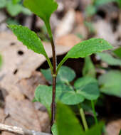 Image of Thaspium trifoliatum var. trifoliatum