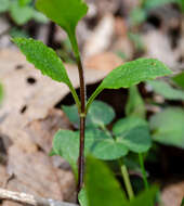 Imagem de Thaspium trifoliatum var. trifoliatum