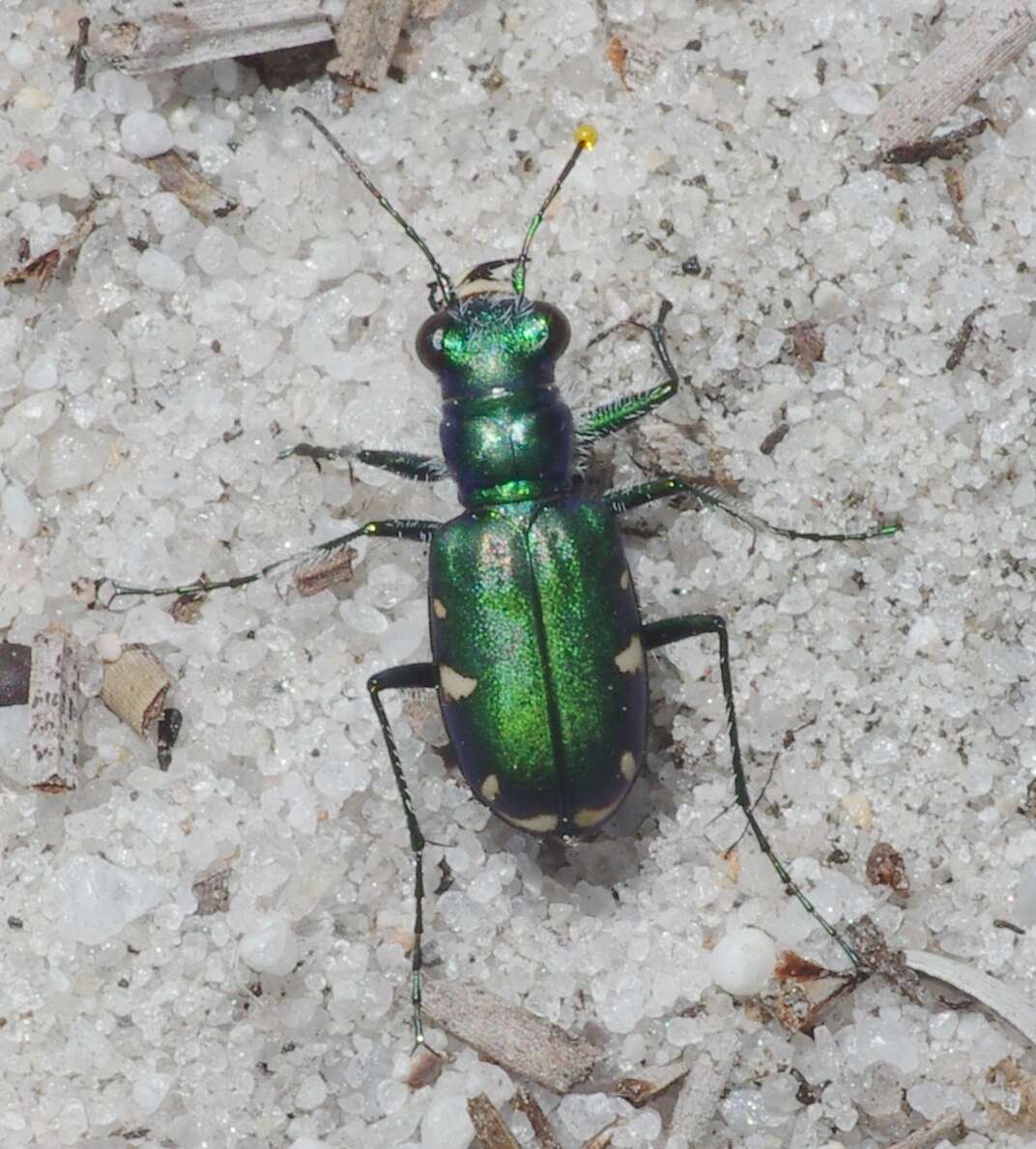 Image of Cicindela (Cicindela) scutellaris rugifrons Dejean 1825