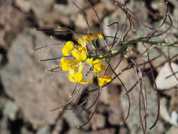 Image of Cascade wallflower